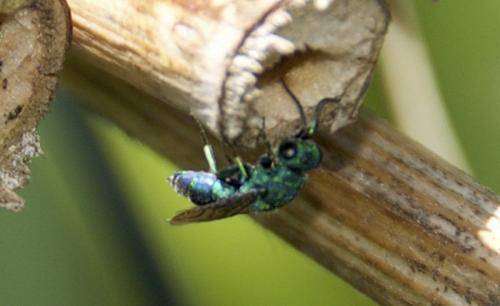 Trichrysis cyanea